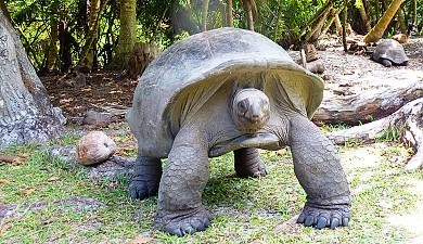 Riesenschildkröte auf Curieuse